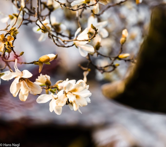 #小川町埼玉, #Ogawamachi, #Saitama, #Japan, #日本, #nikon, #アート, #自然, #ハイキング, #山, #春, #naturephotography, #landscapes, #landscape, #food, #spring, #forest, #nikon_photography, #mountain, #colorful, #sun, #peace, #green
