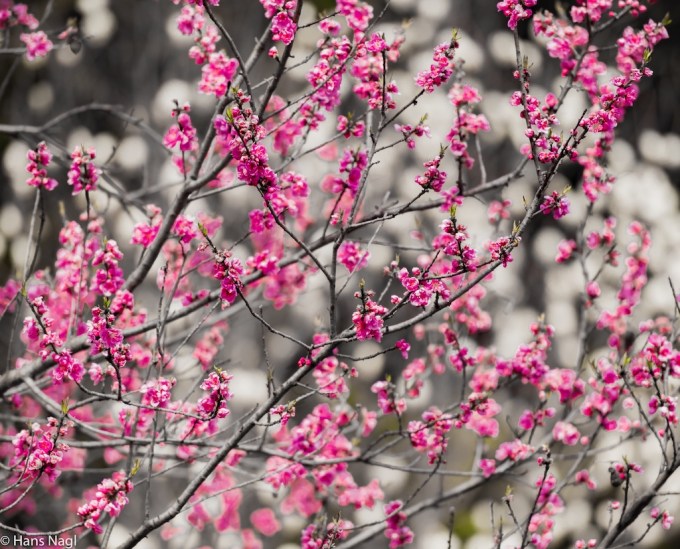 #小川町埼玉, #Ogawamachi, #Saitama, #Japan, #日本, #nikon, #アート, #自然, #ハイキング, #山, #春, #naturephotography, #landscapes, #landscape, #food, #spring, #forest, #nikon_photography, #mountain, #colorful, #sun, #peace, #green