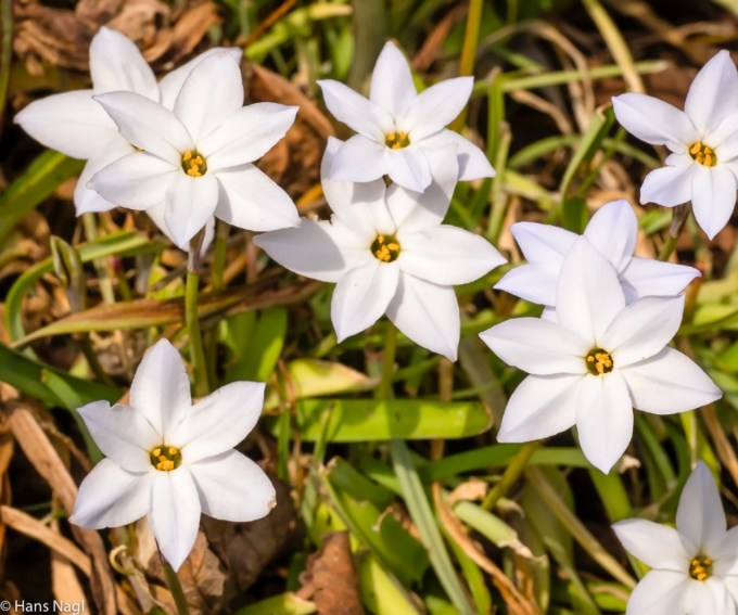#小川町埼玉, #Ogawamachi, #Saitama, #Japan, #日本, #nikon, #アート, #自然, #ハイキング, #山, #春, #naturephotography, #landscapes, #landscape, #food, #spring, #forest, #nikon_photography, #mountain, #colorful, #sun, #peace, #green