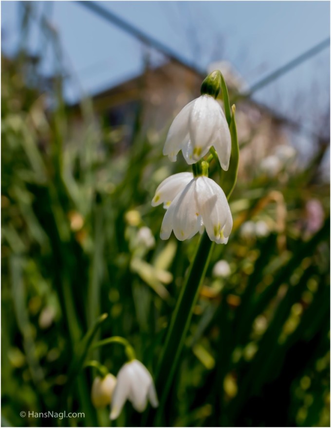 #小川町埼玉, #Ogawamachi, #Saitama, #Japan, #日本, #nikon, #アート, #自然, #ハイキング, #山, #春, #naturephotography, #landscapes, #landscape, #food, #spring, #forest, #nikon_photography, #mountain, #colorful, #sun, #peace, #green