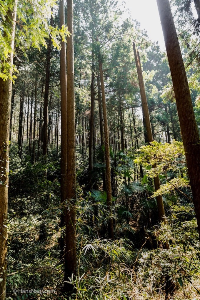 #小川町埼玉, #仙元山, #Ogawamachi, #Saitama, #Japan, #日本, #nikon, #アート, #自然, #ハイキング, #山, #春, #naturephotography, #landscapes, #landscape, #food, #spring, #forest, #nikon_photography, #mountain, #colorful, #sun, #peace, #green