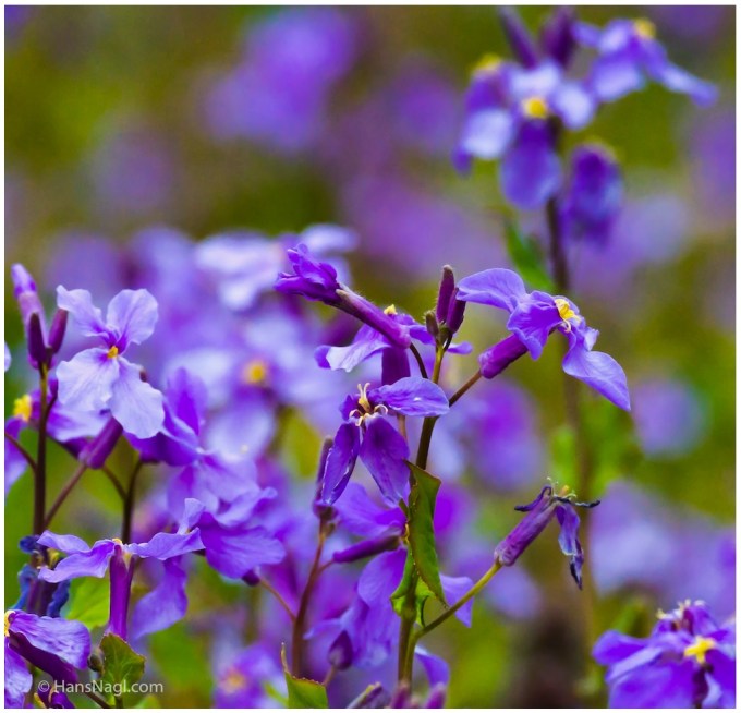 #小川町埼玉, #Ogawamachi, #Saitama, #Japan, #日本, #nikon, #アート, #自然, #ハイキング, #山, #春, #naturephotography, #landscapes, #landscape, #food, #spring, #forest, #nikon_photography, #mountain, #colorful, #sun, #peace, #green