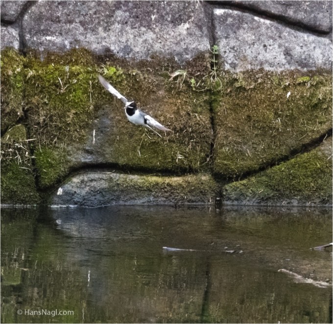 #小川町埼玉, #Ogawamachi, #Saitama, #Japan, #日本, #nikon, #アート, #自然, #ハイキング, #山, #春, #naturephotography, #landscapes, #landscape, #food, #spring, #forest, #nikon_photography, #mountain, #colorful, #sun, #peace, #green