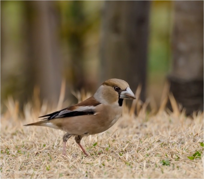 #小川町埼玉, #Ogawamachi, #Saitama, #Japan, #日本, #nikon, #アート, #自然, #ハイキング, #山, #春, #naturephotography, #landscapes, #landscape, #food, #spring, #forest, #nikon_photography, #mountain, #colorful, #sun, #peace, #green