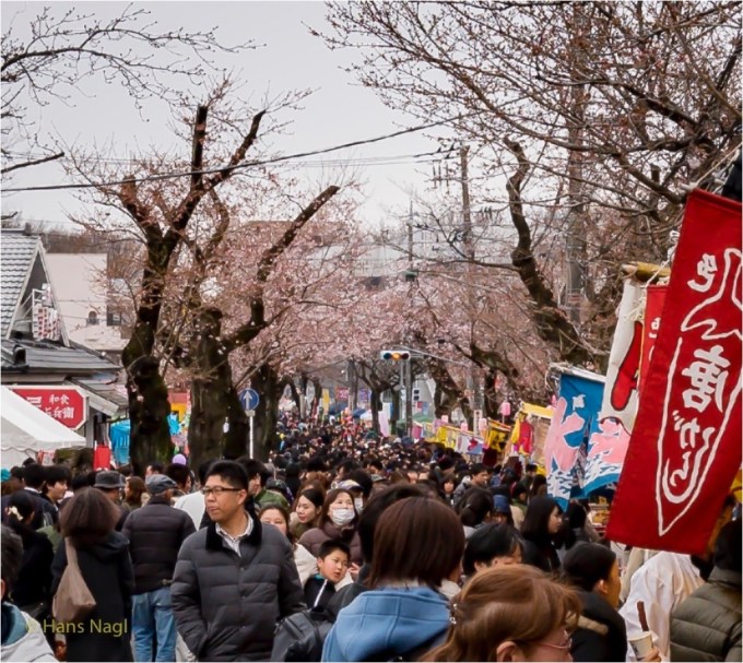 常盤平さくらまつり2017年 #5