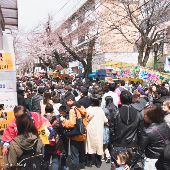 常盤平さくらまつり2017年 #20