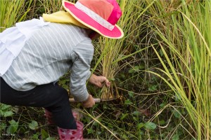 #Ogawamachi, #Saitama, #Japan, #naturephotography, #landscapes, #landscape, #mountain, #colorful, #sun, #peace, #green, #history, #silk, #geisha, #tourism, #tour, #travel, #trip, #romantic, #dream, #joy, #vacation, #adventure, #harvest, #photo, #guide, #rice, #English,＃小川町埼玉, #小川町, #埼玉, #日本,＃アート,＃自然,＃ハイキング,＃山,＃春,＃写真,＃マウント,＃カラー,#平和,＃緑,＃建築,＃建物,＃歴史,#シルク,#芸者,＃観光,＃旅行,＃旅行,＃ロマンチック,＃ドリーム,＃喜び, #養蚕, #小京都, #武蔵の小京都, #日本語, #ナーグル, #ハンス, #米, #田んぼ, #Natur, #Landschaft, #Berg, #Sonne, #Grün, #Frieden, #Seide, #Geschichte, #Reise, #Traum, #Wandern, #Foto, #Führung, #Deutsch, #Urlaub, #Abenteuer, #Ernte, #HansNagl, #Hans, #Nagl, #Yashikibokko, #Aktivität, #Feld, #Reis,