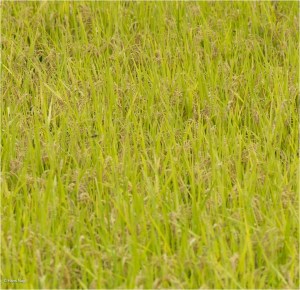 #Ogawamachi, #Saitama, #Japan, #naturephotography, #landscapes, #landscape, #mountain, #colorful, #sun, #peace, #green, #history, #silk, #geisha, #tourism, #tour, #travel, #trip, #romantic, #dream, #joy, #vacation, #adventure, #harvest, #photo, #guide, #rice, #English,＃小川町埼玉, #小川町, #埼玉, #日本,＃アート,＃自然,＃ハイキング,＃山,＃春,＃写真,＃マウント,＃カラー,#平和,＃緑,＃建築,＃建物,＃歴史,#シルク,#芸者,＃観光,＃旅行,＃旅行,＃ロマンチック,＃ドリーム,＃喜び, #養蚕, #小京都, #武蔵の小京都, #日本語, #ナーグル, #ハンス, #米, #田んぼ, #Natur, #Landschaft, #Berg, #Sonne, #Grün, #Frieden, #Seide, #Geschichte, #Reise, #Traum, #Wandern, #Foto, #Führung, #Deutsch, #Urlaub, #Abenteuer, #Ernte, #HansNagl, #Hans, #Nagl, #Yashikibokko, #Aktivität, #Feld, #Reis,