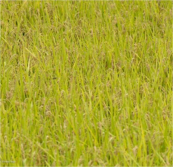 #Ogawamachi, #Saitama, #Japan, #naturephotography, #landscapes, #landscape, #mountain, #colorful, #sun, #peace, #green, #history, #silk, #geisha, #tourism, #tour, #travel, #trip, #romantic, #dream, #joy, #vacation, #adventure, #harvest, #photo, #guide, #rice, #English,＃小川町埼玉, #小川町, #埼玉, #日本,＃アート,＃自然,＃ハイキング,＃山,＃春,＃写真,＃マウント,＃カラー,#平和,＃緑,＃建築,＃建物,＃歴史,#シルク,#芸者,＃観光,＃旅行,＃旅行,＃ロマンチック,＃ドリーム,＃喜び, #養蚕, #小京都, #武蔵の小京都, #日本語, #ナーグル, #ハンス, #米, #田んぼ, #Natur, #Landschaft, #Berg, #Sonne, #Grün, #Frieden, #Seide, #Geschichte, #Reise, #Traum, #Wandern, #Foto, #Führung, #Deutsch, #Urlaub, #Abenteuer, #Ernte, #HansNagl, #Hans, #Nagl, #Yashikibokko, #Aktivität, #Feld, #Reis,