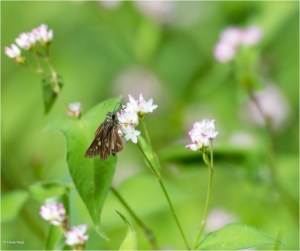 #Ogawamachi, #Saitama, #Japan, #naturephotography, #landscapes, #landscape, #mountain, #colorful, #sun, #peace, #green, #history, #silk, #geisha, #tourism, #tour, #travel, #trip, #romantic, #dream, #joy, #vacation, #adventure, #harvest, #photo, #guide, #rice, #English,＃小川町埼玉, #小川町, #埼玉, #日本,＃アート,＃自然,＃ハイキング,＃山,＃春,＃写真,＃マウント,＃カラー,#平和,＃緑,＃建築,＃建物,＃歴史,#シルク,#芸者,＃観光,＃旅行,＃旅行,＃ロマンチック,＃ドリーム,＃喜び, #養蚕, #小京都, #武蔵の小京都, #日本語, #ナーグル, #ハンス, #米, #田んぼ, #Natur, #Landschaft, #Berg, #Sonne, #Grün, #Frieden, #Seide, #Geschichte, #Reise, #Traum, #Wandern, #Foto, #Führung, #Deutsch, #Urlaub, #Abenteuer, #Ernte, #HansNagl, #Hans, #Nagl, #Yashikibokko, #Aktivität, #Feld, #Reis,