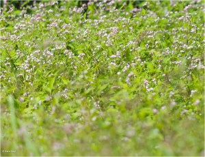 #Ogawamachi, #Saitama, #Japan, #naturephotography, #landscapes, #landscape, #mountain, #colorful, #sun, #peace, #green, #history, #silk, #geisha, #tourism, #tour, #travel, #trip, #romantic, #dream, #joy, #vacation, #adventure, #harvest, #photo, #guide, #rice, #English,＃小川町埼玉, #小川町, #埼玉, #日本,＃アート,＃自然,＃ハイキング,＃山,＃春,＃写真,＃マウント,＃カラー,#平和,＃緑,＃建築,＃建物,＃歴史,#シルク,#芸者,＃観光,＃旅行,＃旅行,＃ロマンチック,＃ドリーム,＃喜び, #養蚕, #小京都, #武蔵の小京都, #日本語, #ナーグル, #ハンス, #米, #田んぼ, #Natur, #Landschaft, #Berg, #Sonne, #Grün, #Frieden, #Seide, #Geschichte, #Reise, #Traum, #Wandern, #Foto, #Führung, #Deutsch, #Urlaub, #Abenteuer, #Ernte, #HansNagl, #Hans, #Nagl, #Yashikibokko, #Aktivität, #Feld, #Reis,