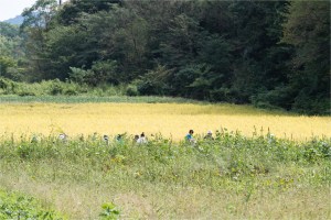 #Ogawamachi, #Saitama, #Japan, #naturephotography, #landscapes, #landscape, #mountain, #colorful, #sun, #peace, #green, #history, #silk, #geisha, #tourism, #tour, #travel, #trip, #romantic, #dream, #joy, #vacation, #adventure, #harvest, #photo, #guide, #rice, #English,＃小川町埼玉, #小川町, #埼玉, #日本,＃アート,＃自然,＃ハイキング,＃山,＃春,＃写真,＃マウント,＃カラー,#平和,＃緑,＃建築,＃建物,＃歴史,#シルク,#芸者,＃観光,＃旅行,＃旅行,＃ロマンチック,＃ドリーム,＃喜び, #養蚕, #小京都, #武蔵の小京都, #日本語, #ナーグル, #ハンス, #米, #田んぼ, #Natur, #Landschaft, #Berg, #Sonne, #Grün, #Frieden, #Seide, #Geschichte, #Reise, #Traum, #Wandern, #Foto, #Führung, #Deutsch, #Urlaub, #Abenteuer, #Ernte, #HansNagl, #Hans, #Nagl, #Yashikibokko, #Aktivität, #Feld, #Reis,