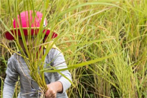 #Ogawamachi, #Saitama, #Japan, #naturephotography, #landscapes, #landscape, #mountain, #colorful, #sun, #peace, #green, #history, #silk, #geisha, #tourism, #tour, #travel, #trip, #romantic, #dream, #joy, #vacation, #adventure, #harvest, #photo, #guide, #rice, #English,＃小川町埼玉, #小川町, #埼玉, #日本,＃アート,＃自然,＃ハイキング,＃山,＃春,＃写真,＃マウント,＃カラー,#平和,＃緑,＃建築,＃建物,＃歴史,#シルク,#芸者,＃観光,＃旅行,＃旅行,＃ロマンチック,＃ドリーム,＃喜び, #養蚕, #小京都, #武蔵の小京都, #日本語, #ナーグル, #ハンス, #米, #田んぼ, #Natur, #Landschaft, #Berg, #Sonne, #Grün, #Frieden, #Seide, #Geschichte, #Reise, #Traum, #Wandern, #Foto, #Führung, #Deutsch, #Urlaub, #Abenteuer, #Ernte, #HansNagl, #Hans, #Nagl, #Yashikibokko, #Aktivität, #Feld, #Reis,