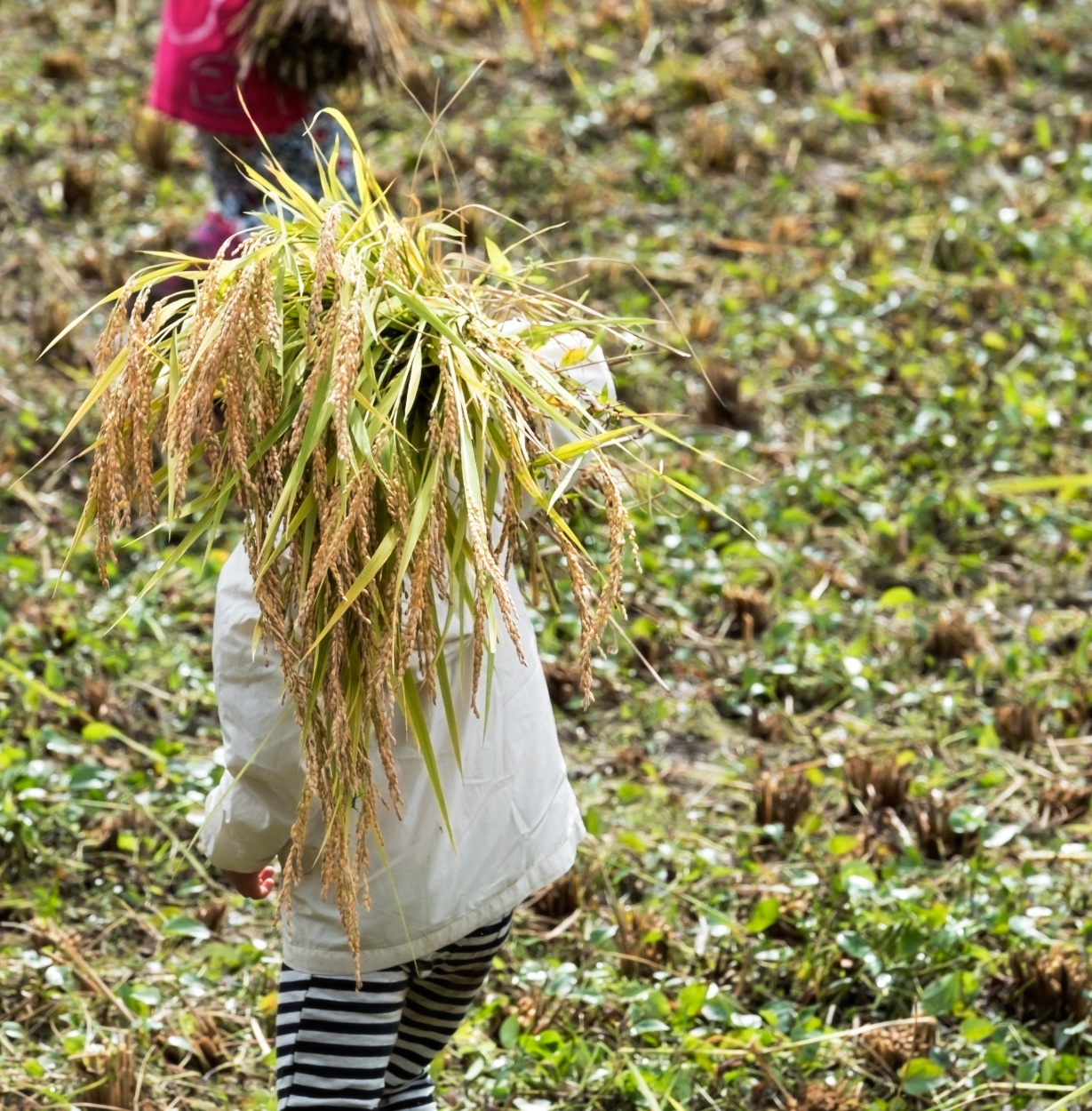 #Ogawamachi, #Saitama, #Japan, #naturephotography, #landscapes, #landscape, #mountain, #colorful, #sun, #peace, #green, #history, #silk, #geisha, #tourism, #tour, #travel, #trip, #romantic, #dream, #joy, #vacation, #adventure, #harvest, #photo, #guide, #rice, #English,＃小川町埼玉, #小川町, #埼玉, #日本,＃アート,＃自然,＃ハイキング,＃山,＃春,＃写真,＃マウント,＃カラー,#平和,＃緑,＃建築,＃建物,＃歴史,#シルク,#芸者,＃観光,＃旅行,＃旅行,＃ロマンチック,＃ドリーム,＃喜び, #養蚕, #小京都, #武蔵の小京都, #日本語, #ナーグル, #ハンス, #米, #田んぼ, #Natur, #Landschaft, #Berg, #Sonne, #Grün, #Frieden, #Seide, #Geschichte, #Reise, #Traum, #Wandern, #Foto, #Führung, #Deutsch, #Urlaub, #Abenteuer, #Ernte, #HansNagl, #Hans, #Nagl, #Yashikibokko, #Aktivität, #Feld, #Reis,