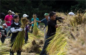 #Ogawamachi, #Saitama, #Japan, #naturephotography, #landscapes, #landscape, #mountain, #colorful, #sun, #peace, #green, #history, #silk, #geisha, #tourism, #tour, #travel, #trip, #romantic, #dream, #joy, #vacation, #adventure, #harvest, #photo, #guide, #rice, #English,＃小川町埼玉, #小川町, #埼玉, #日本,＃アート,＃自然,＃ハイキング,＃山,＃春,＃写真,＃マウント,＃カラー,#平和,＃緑,＃建築,＃建物,＃歴史,#シルク,#芸者,＃観光,＃旅行,＃旅行,＃ロマンチック,＃ドリーム,＃喜び, #養蚕, #小京都, #武蔵の小京都, #日本語, #ナーグル, #ハンス, #米, #田んぼ, #Natur, #Landschaft, #Berg, #Sonne, #Grün, #Frieden, #Seide, #Geschichte, #Reise, #Traum, #Wandern, #Foto, #Führung, #Deutsch, #Urlaub, #Abenteuer, #Ernte, #HansNagl, #Hans, #Nagl, #Yashikibokko, #Aktivität, #Feld, #Reis,